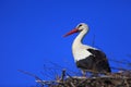 Poland, Biebrzanski National Park Ã¢â¬â closeup of a White Stork bird in a nest Ã¢â¬â latin: Ciconia ciconia